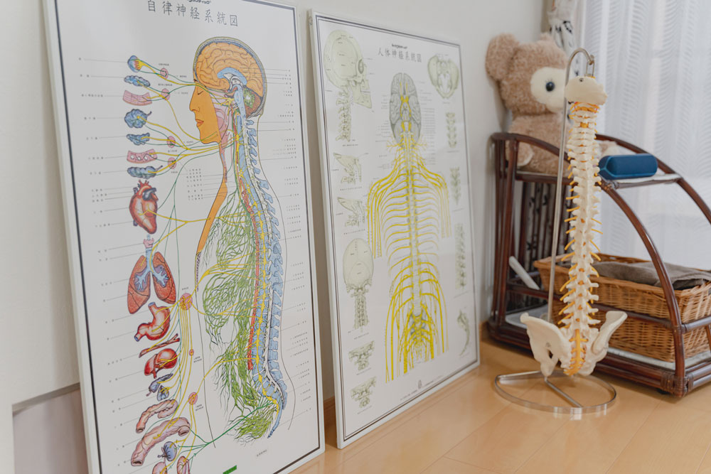 模型を使用して、なぜ痛みが起こってしまうのかなどわかりやすくご説明いたします